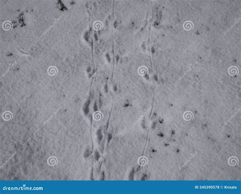 Ground Covered with Snow and Footprints of a Mouse or a Common Vole ...