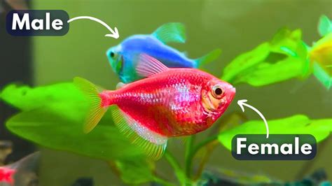 How To Identify Widow Fish Male And Female GLOW Colour