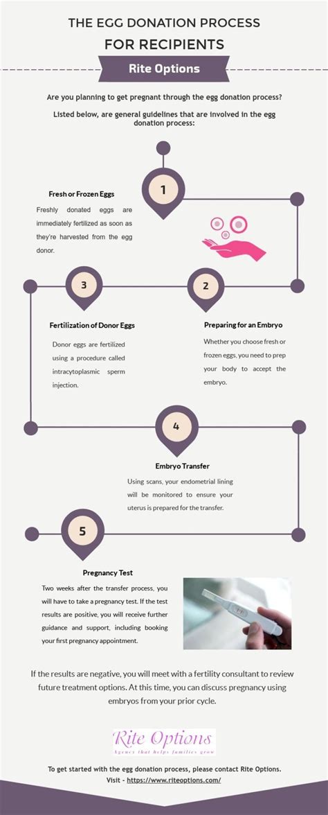 Infographic : THE EGG DONATION PROCESS FOR RECIPIENTS - Infographic.tv ...