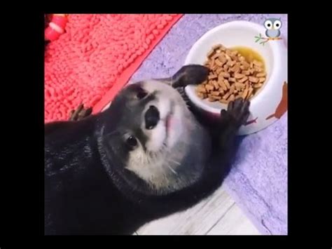 Cute little River Otter eating his food - YouTube