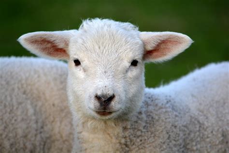 10 fun facts about sheep - BC SPCA