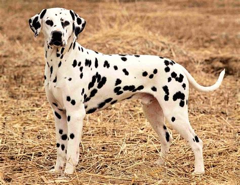 Dalmatian Dog Personality, Appearances, History and Pictures ...