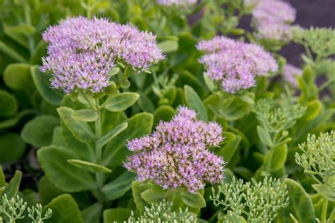 How to Plant, Grow, and Care for Sedum Flowers