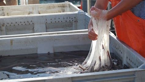 Hagfish Slime: Biomaterial Of The Future? | IFLScience