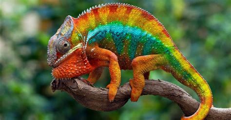 10 Mind-Blowing Chameleon Facts! - AZ Animals