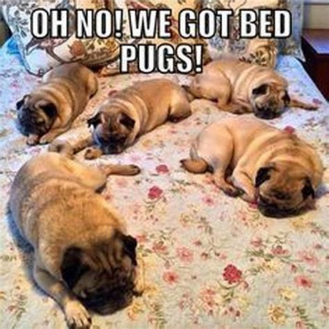 101 Lovable Pug Memes That Are Too Puggin' Cute