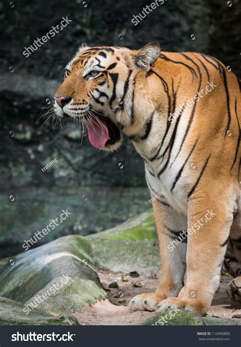 Bengal Tiger Roaring Stock Photo 110496809 : Shutterstock