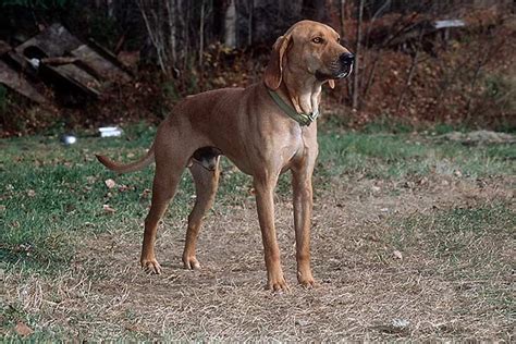 Plott Hound - Temperament, Lifespan, Shedding, Puppy