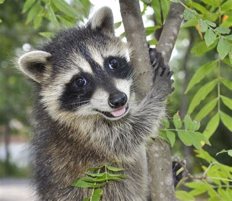 Happy Raccoon Stock Images - Image: 18303384