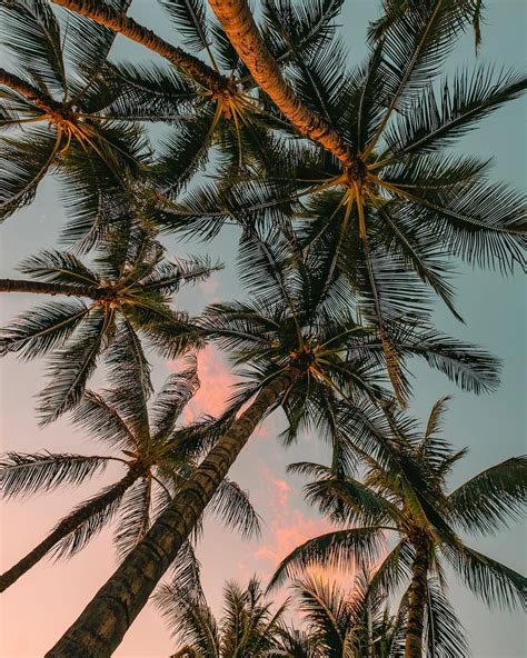 #aesthetic #palmtree #summer #beach | Photography wallpaper, Summer ...