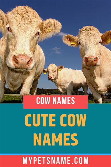 There are many options when it comes to finding cute cow names, taking ...