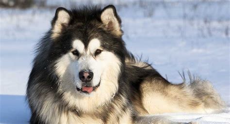 Alaskan Malamute - Breed Temperament, Lifespan, Shedding, Puppy