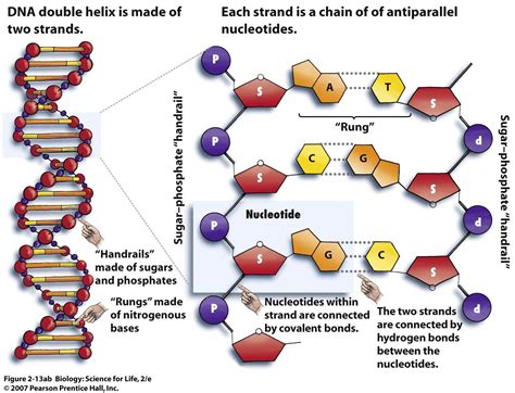 Dna Drawing Labeled at GetDrawings | Free download