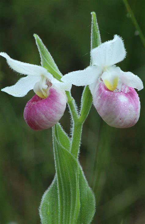 Showy Lady Slipper (Cypripedium reginae) at Cedar Bog in Urbana Ohio ...