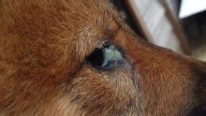 What's That Gross Stuff In My Dog's Eye? Here Are 5 Types Of Eye ...