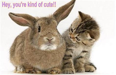 cat & bunny funny - Animal Humor Photo (19948804) - Fanpop