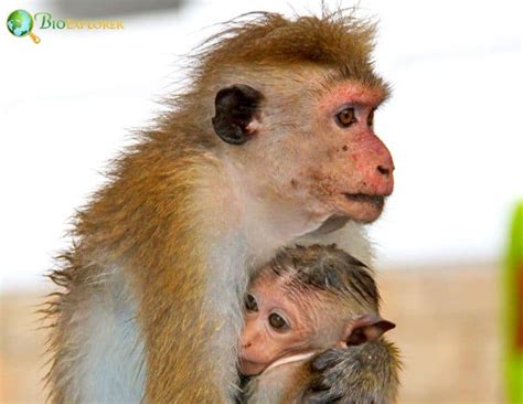 Toque Macaque Characteristics | Macaca Sinica Diet & Facts | BioExplorer