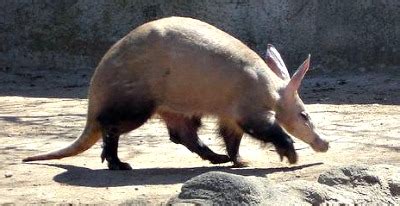 Aardvarks - all the interesting facts and information