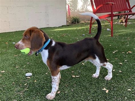 8 Beautiful Beagle Colors: Coat Markings & Pictures