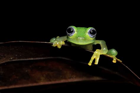 15 Fascinating Frog Species