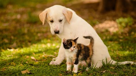 Cute Dog and Cat Wallpaper Free Download