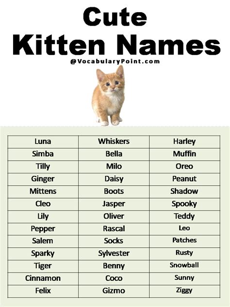 Most Popular Cute Cat Names | Cute cat names, Cat names, Kitten names