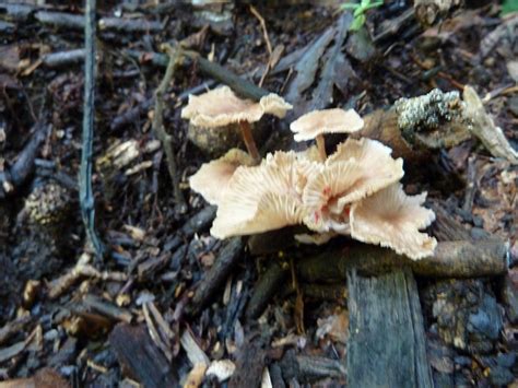 Daintree News: Fungi in the Forest