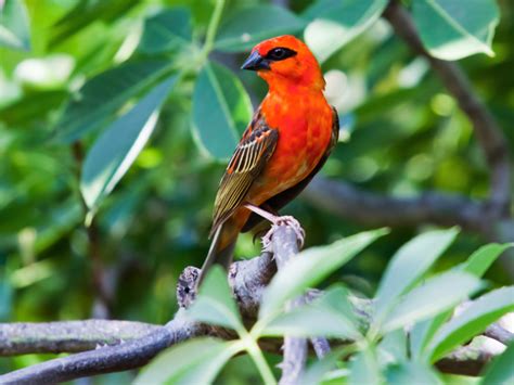 Wildlife Of The Seychelles | Warm Waters Forests Wildlife