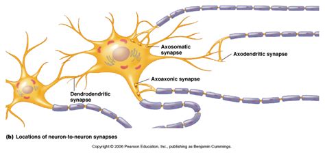 Synapses