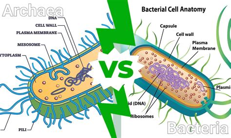 Archaea vs. Bacteria: Key Differences and Examples to Help You Remember ...