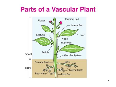 PPT - Plant Science PowerPoint Presentation, free download - ID:1159352