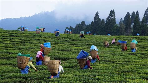 Assam Tea Festival 2024 - Dates, History, Major Attractions | Adotrip