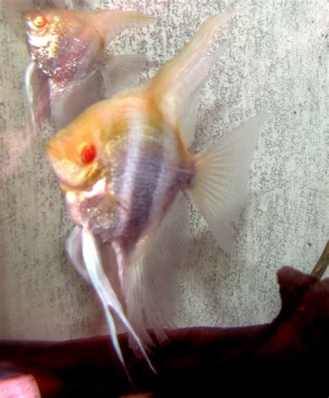 Breeding Pair of Albino Angelfish | RFI