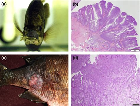 Gross and photomicrographic images of bluegill (Lepomis macrochirus ...