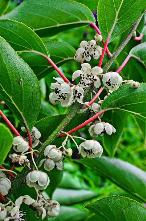 Kiwi Male Flower on Tree. Kiwifruit Actinidia Stock Photo - Image of ...