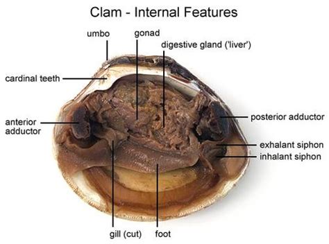 Clam Anatomy Flashcards | Quizlet