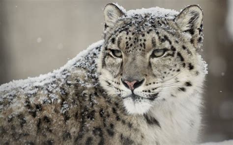 Snow leopard | species data, history, in culture, conservation ...