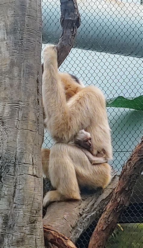 Baby Gibbon hanging out with his mommy : r/aww