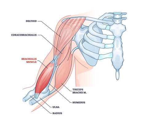 Bicep Muscles Anatomy