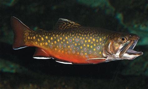 Brook trout - Alchetron, The Free Social Encyclopedia