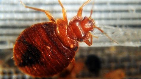 Bed bugs develop resistance to widely used insecticides - BBC News