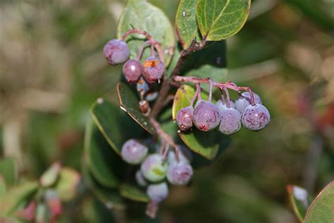 Vaccinium myrtoides (Ericaceae) image 75647 at PhytoImages.siu.edu