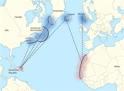 Migration patterns of humpback whales in the North Atlantic Ocean ...