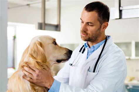 What you should know about veterinary hospitals – Gaaco