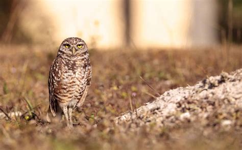 Owls In Kansas: 8 Sunflower State Species To Look For