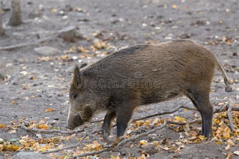 Wild boar stock photo. Image of preserve, hunt, park, wild - 6602080