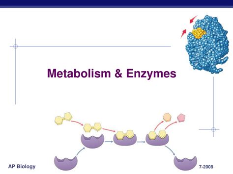 PPT - Metabolism & Enzymes PowerPoint Presentation, free download - ID ...