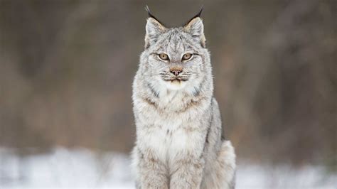 Canadian Lynx Wallpapers - Wallpaper Cave