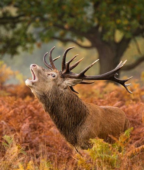 . Photography by © (Mark Bridger). Deer #nature #deer #red #fall # ...