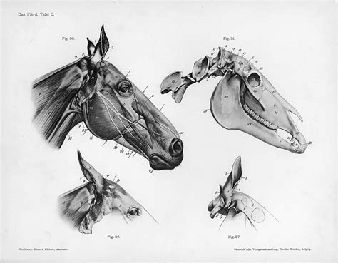 File:Horse anatomy head.jpg - Wikimedia Commons